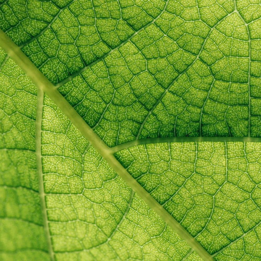 Description of the image