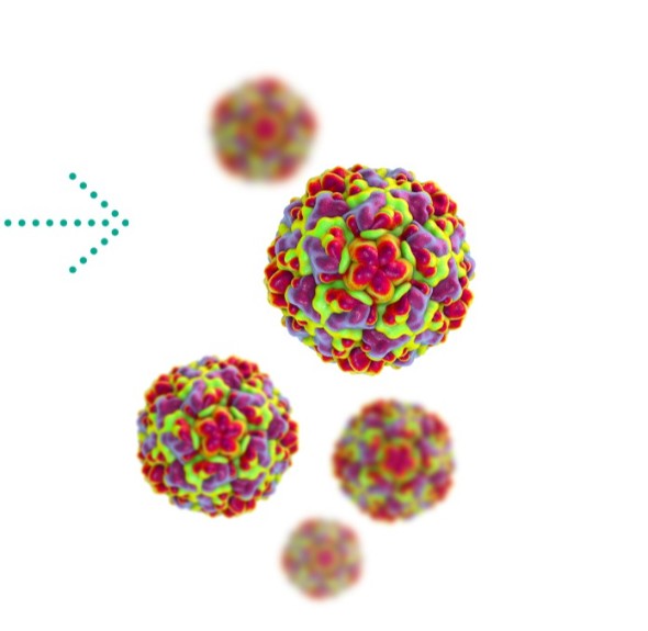 Description of the image