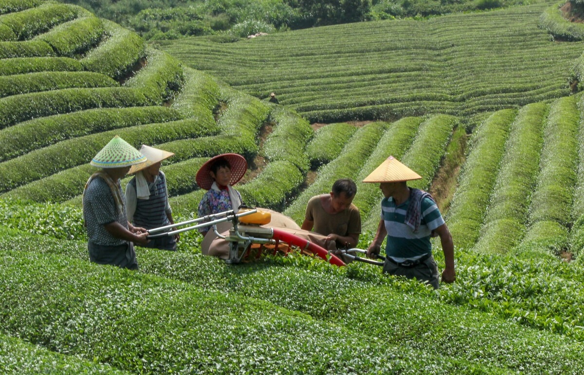 Description of the image