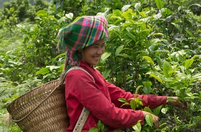 Description of the image