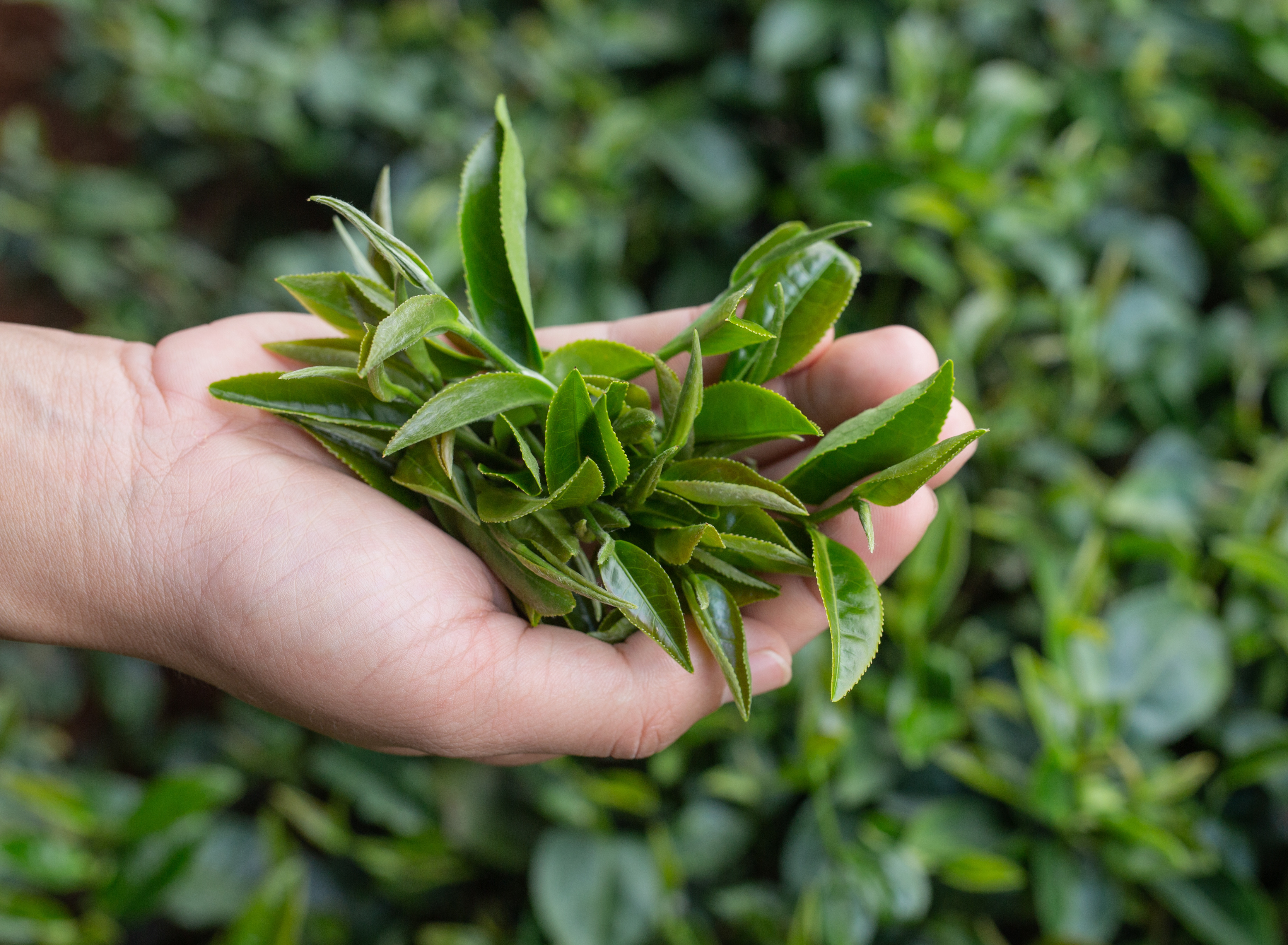 Description of the image