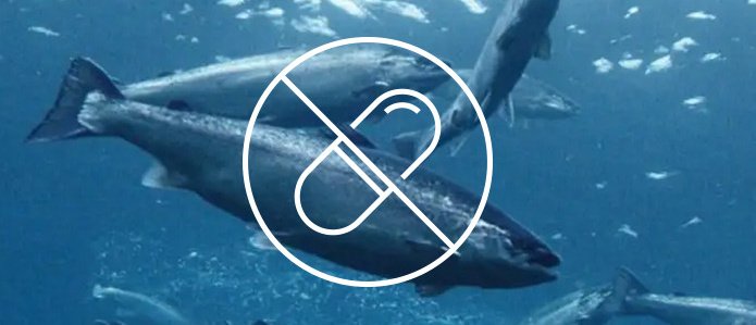 Description of the image