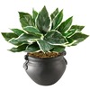 Golite nu-dell Artificial Hosta Plant with Container - 14" Tall - Dracaena - Pot1 Each
