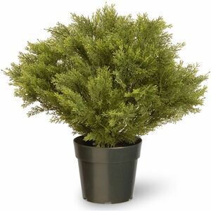 National Tree Globe Juniper Topiary Tree - Juniper - Topiary - Pot1 Each
