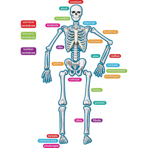 Teacher Created Resources Magnetic Accents, Human Skeleton, 40 Pieces, Multi