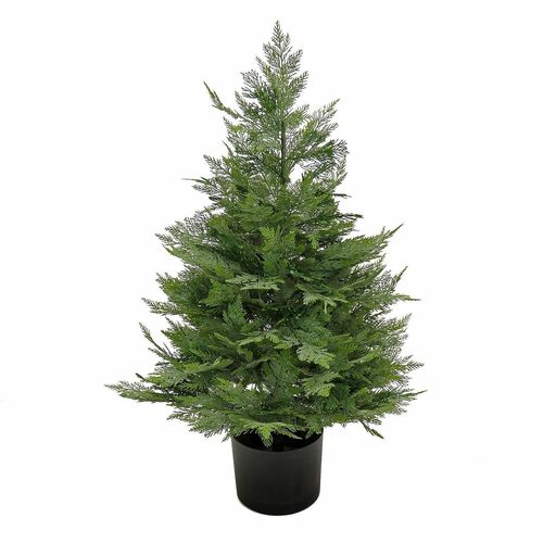 Tree, Cypress, In Pot, 3 Foot view 2