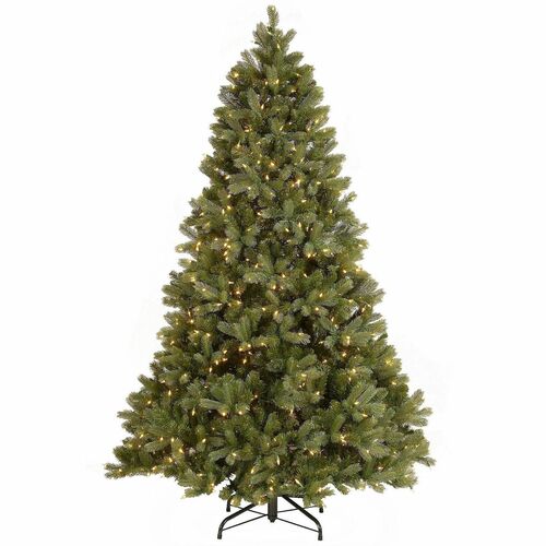Tree, Douglas Fir, DLED, 7.5 Foot view 2