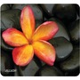 Allsop Naturesmart Floral Mouse Pad